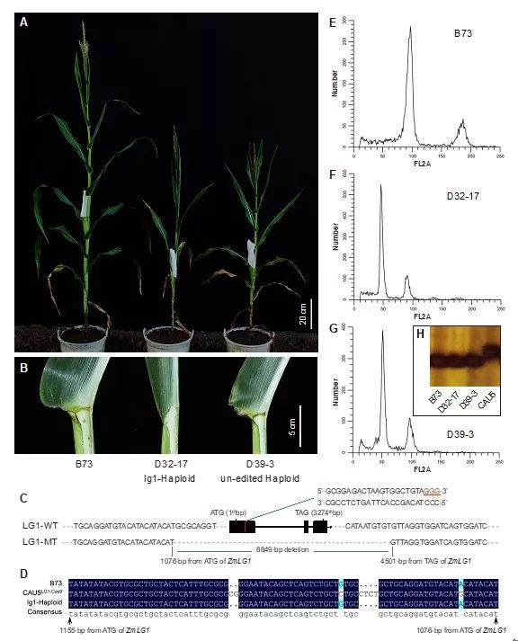 无线传感器网络技术：不同肥料处理下生长的秋葵的比较分析