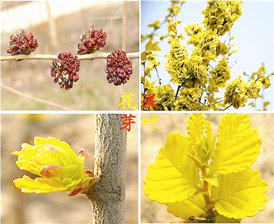 金叶榆的简介,大叶金叶榆品种大全