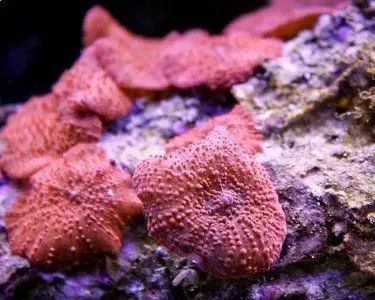 海水鱼缸微缸,如何打造一个海水缸