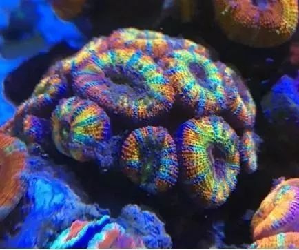 海水鱼缸微缸,如何打造一个海水缸