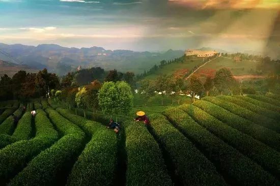 贵州绿茶哪个最好,中国绿茶产区分布图