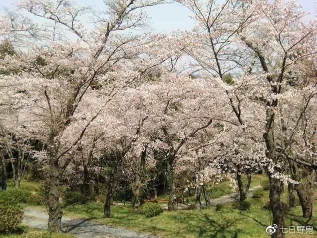2019年日本大赏排行榜,2018全日本赏樱花旅游攻略