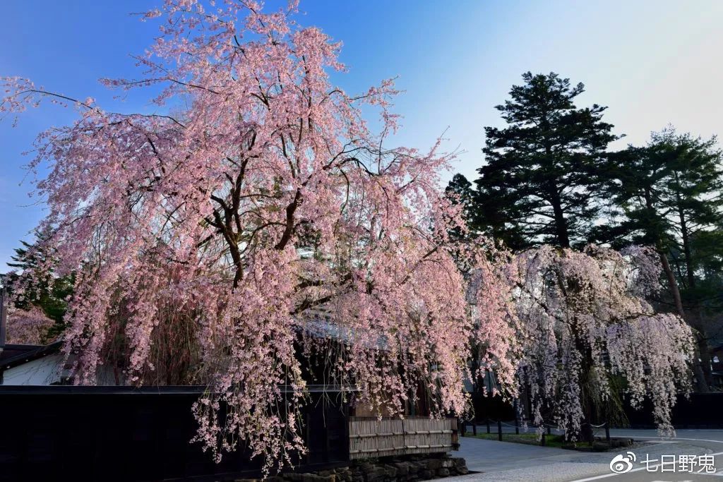 2019年日本大赏排行榜,2018全日本赏樱花旅游攻略