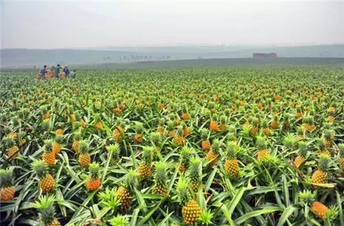 小编的傻媳妇买了菠萝,非要说是凤梨!还要给我科普……