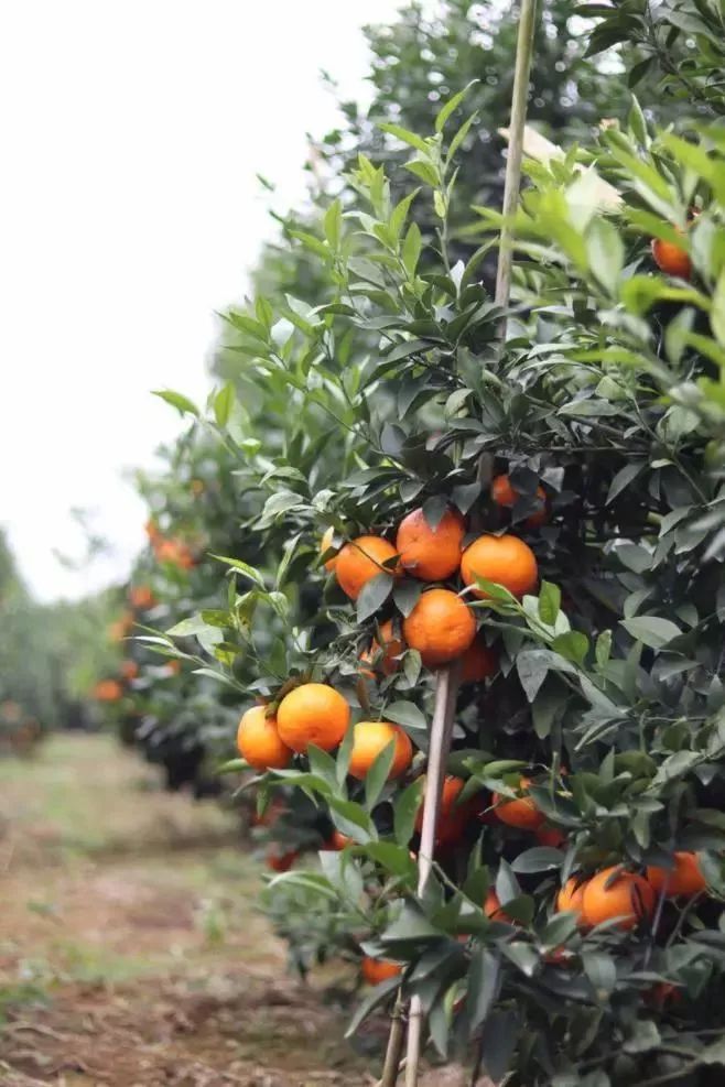 小心“柑”！桔子中的“爱马仕”即将空降义乌（粉丝专享价，仅预售两天！）