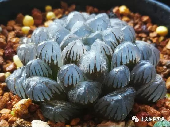 十二卷的养护注意事项,十二卷夏季如何养护