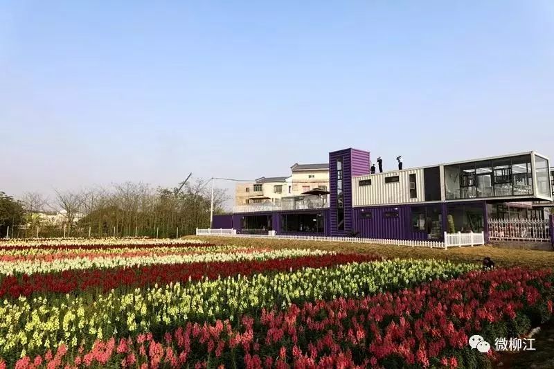 柳州2月花海景点,柳州花海打卡景观