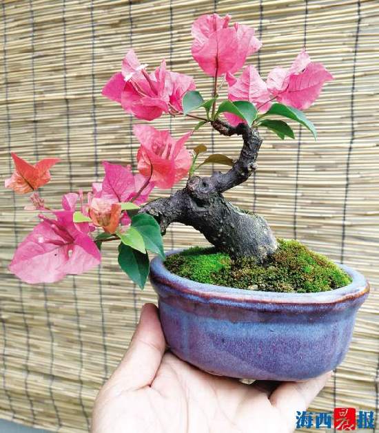 正宗同安红中国红三角梅,厦门三胎准生证哪里办理