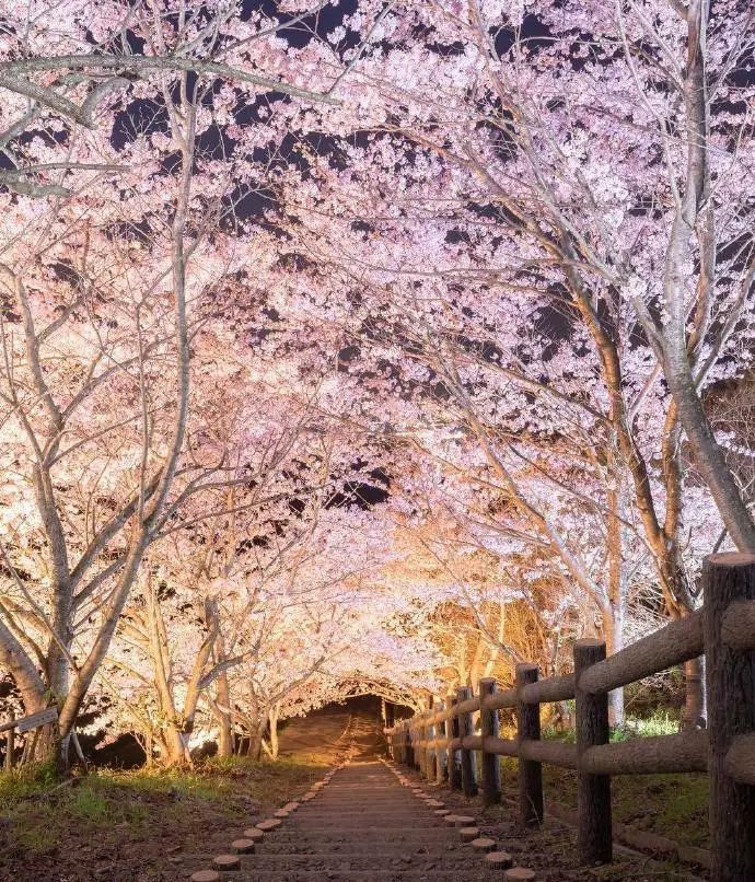日本有关樱花的照片,日本最美樱花图