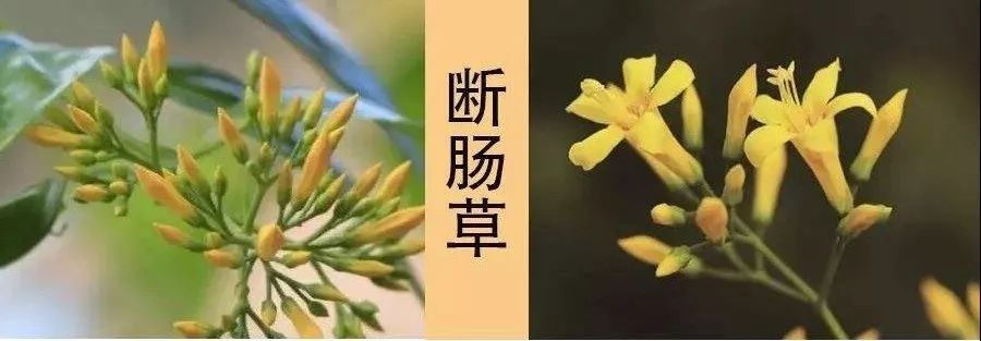 吃了街边买的“青菜”,一家三口急送医!这些菜清明常出没…
