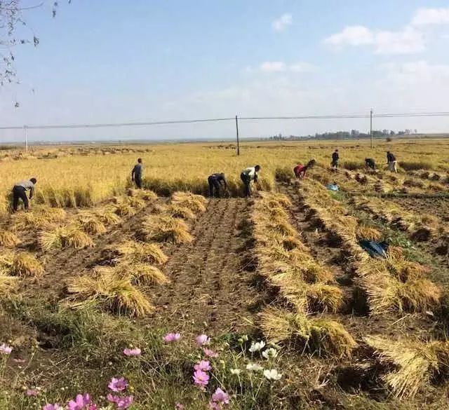 十大公认最好吃的大米,公认好吃的5种大米