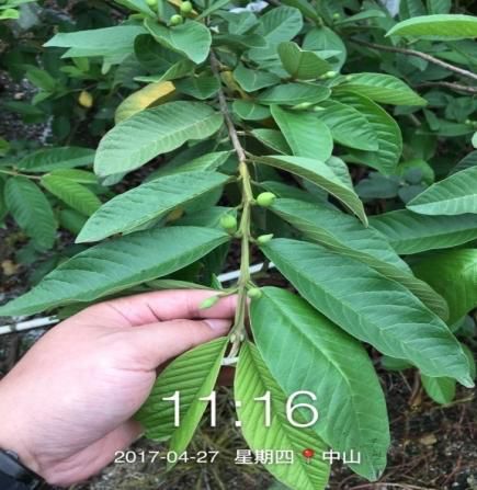 C位出道！嘉美好“藻精灵”正宗的海藻高塔复合肥，赶快报名免费尝鲜啦