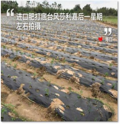 C位出道！嘉美好“藻精灵”正宗的海藻高塔复合肥，赶快报名免费尝鲜啦