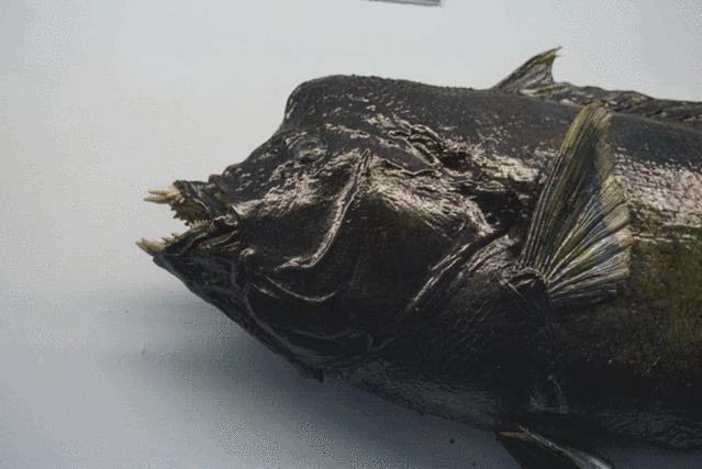 怎么去毛里求斯自由行旅游攻略,毛里求斯环岛路线