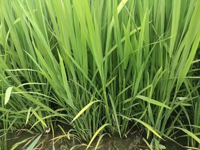 盐碱地土壤改良剂有哪些,盐碱地治理剂