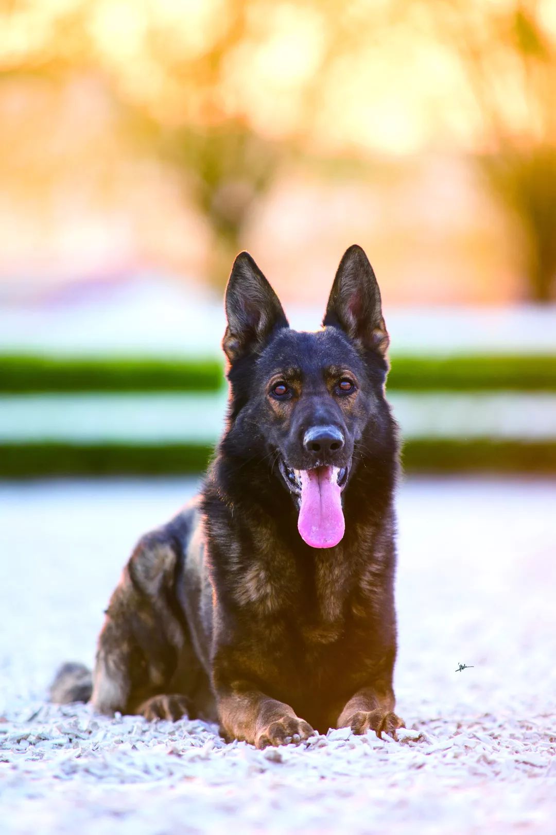 世界排名第一的德国牧羊犬,德国牧羊犬十大排名犬种