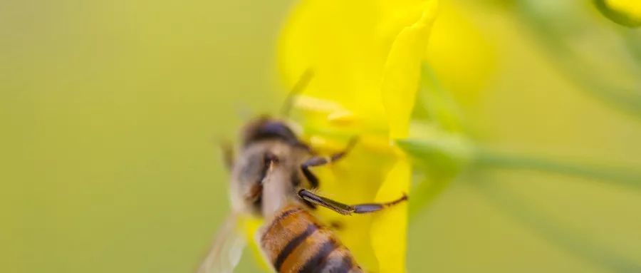 急救婴儿心肺复苏,婴儿心跳骤停心肺复苏