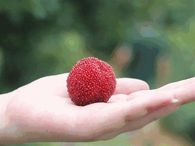 友好互推|攀枝花的吃货嗨起来！这11种水果将要排队上市啰！（内附时间及地点）