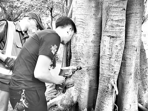 百年老树古榕树,百年古榕树遇虫害