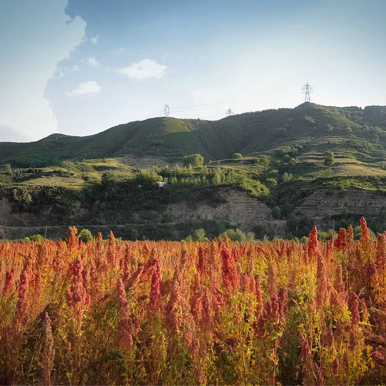 天后、超模力荐的减肥神器，用它代替主食，狂瘦27公斤！“网红藜麦”醇香Q弹，0胆固醇，低脂、低热、高蛋白