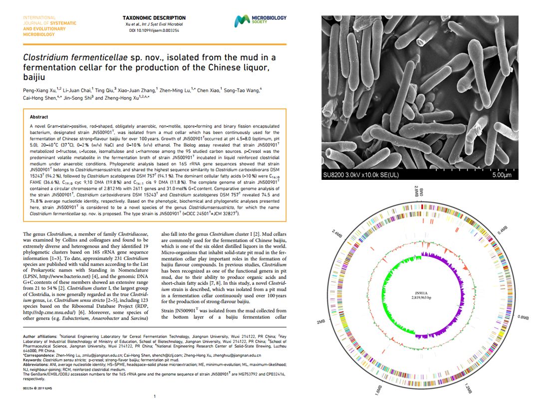 首株以“老窖”命名的新菌株从百年窖泥中分离,“老窖出好酒”多了一项科学依据