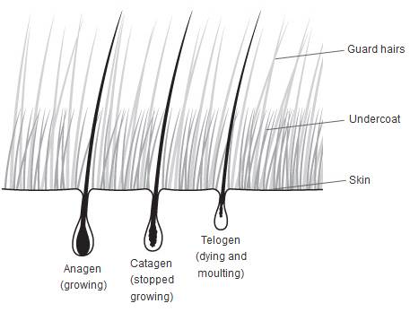 狗狗夏季科普,长毛狗狗哪些不用打理