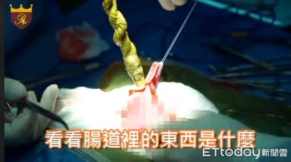 法斗惨叫呕吐大小便失禁,法斗吃了塑料袋吐出来吗