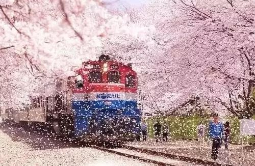 又是一年樱花季原文,又是一年樱花季完整视频