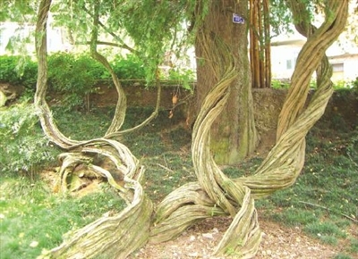 水碓后村简介,水碓后村图片