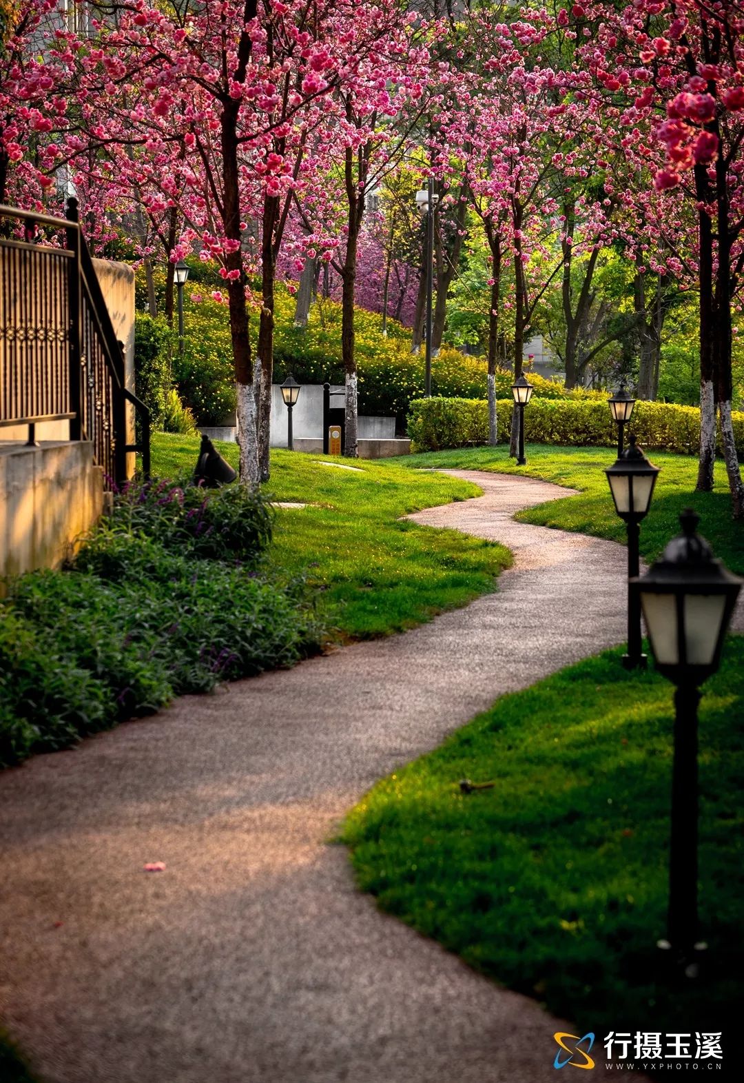 玉溪赏花游玩好地方推荐胜地,哇家玉溪