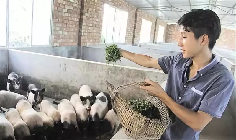 潮阳人上山扫墓讨厌碰到它，可没想到它还有这么多用处...