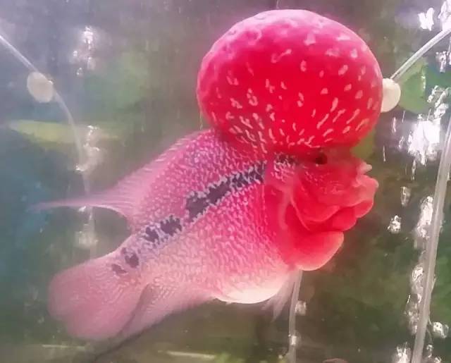 这款爆炸美罗，必须要给大家瞅瞅！