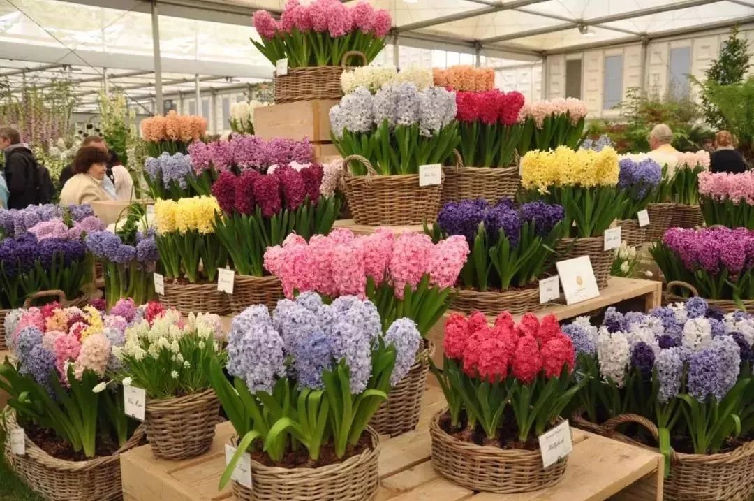 再也不羡慕别人家的果园,再也不用羡慕人家种的花