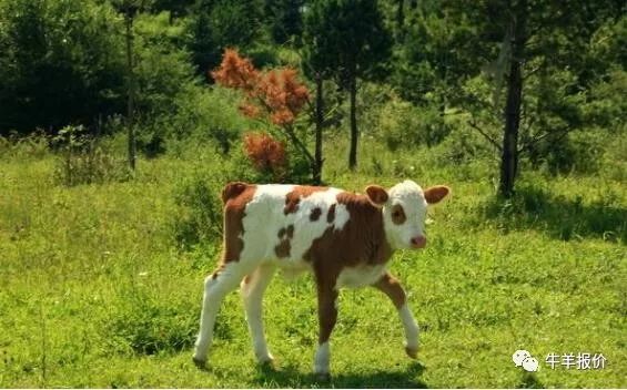 防止母牛流产的最佳方法,母牛流产的原因和解决办法