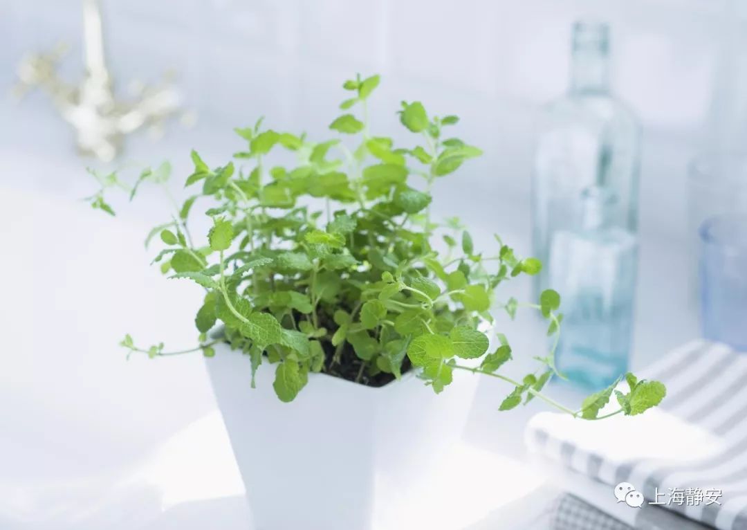 过期药片可以在花盆里养吗,过期的药片丢在花盆里花都长疯了