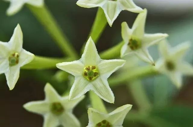 100%遮光蚊帐,蚊帐防蚊神器