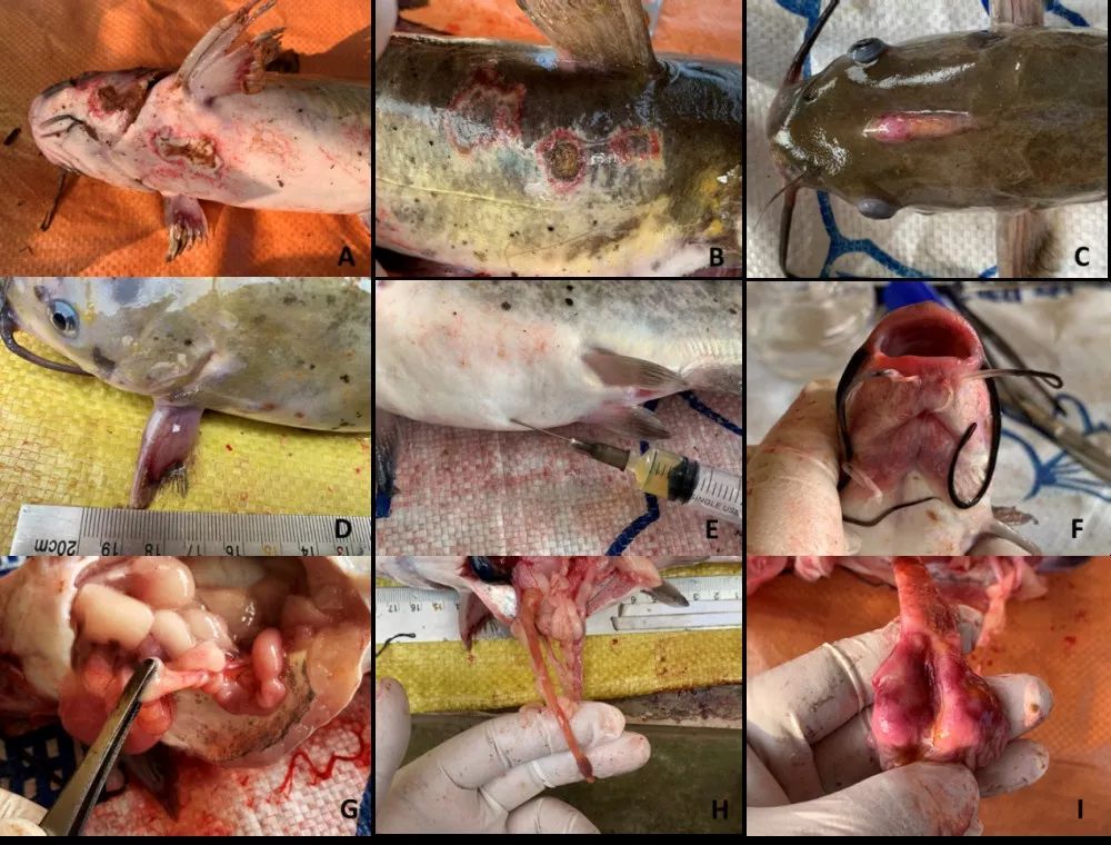 鮰鱼市价近期是否会上涨,鮰鱼涨价