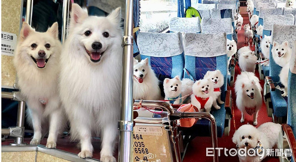 45只汪搭游览车出去玩 路人抢合照