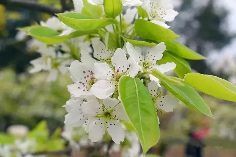 绵州安州景点,绵阳天府春晓两日游攻略