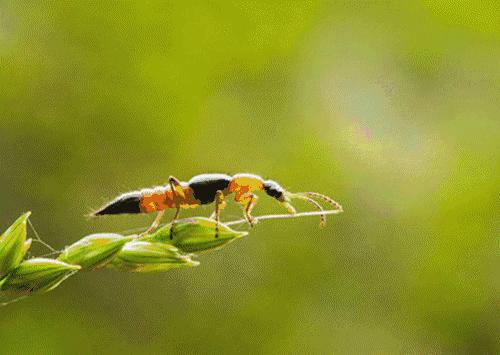 信阳市虫子,信阳常见的虫子