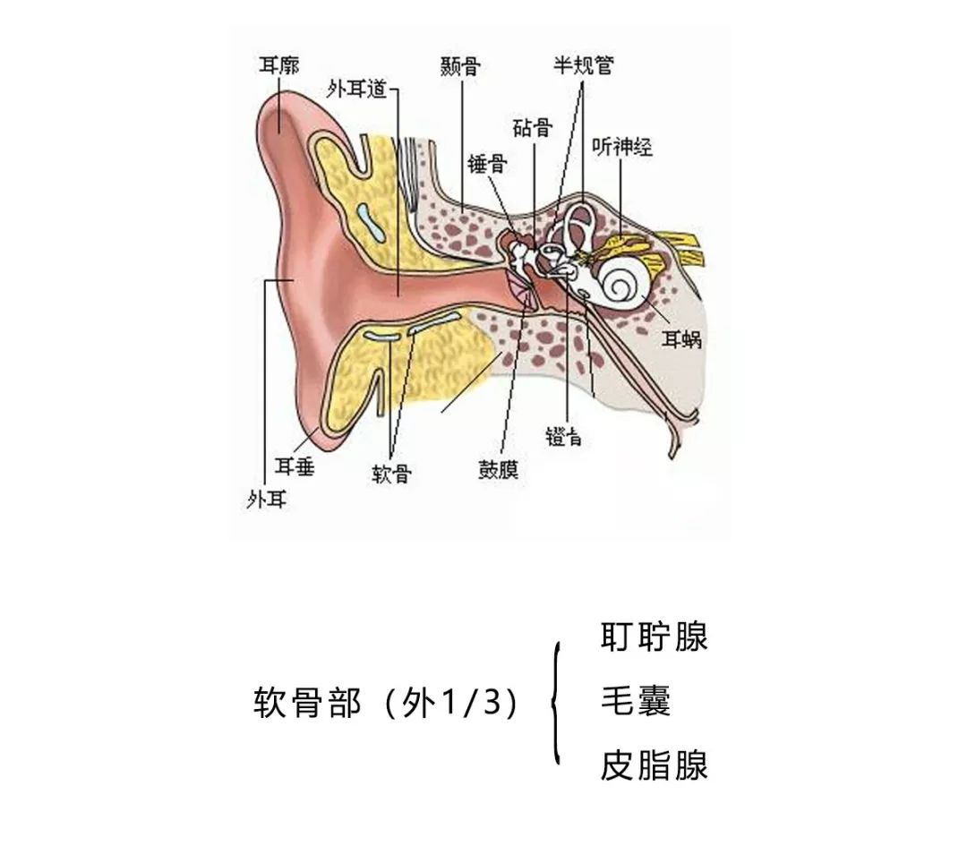 朋友有狐臭,我会不会被传染呢?