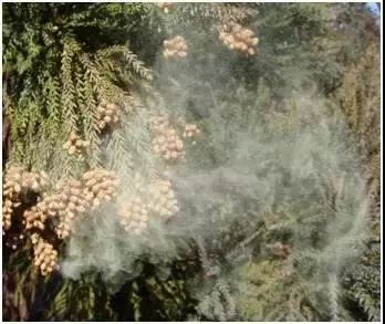 为了替你出气，我们给讨厌的杨柳絮来个“以暴制暴”