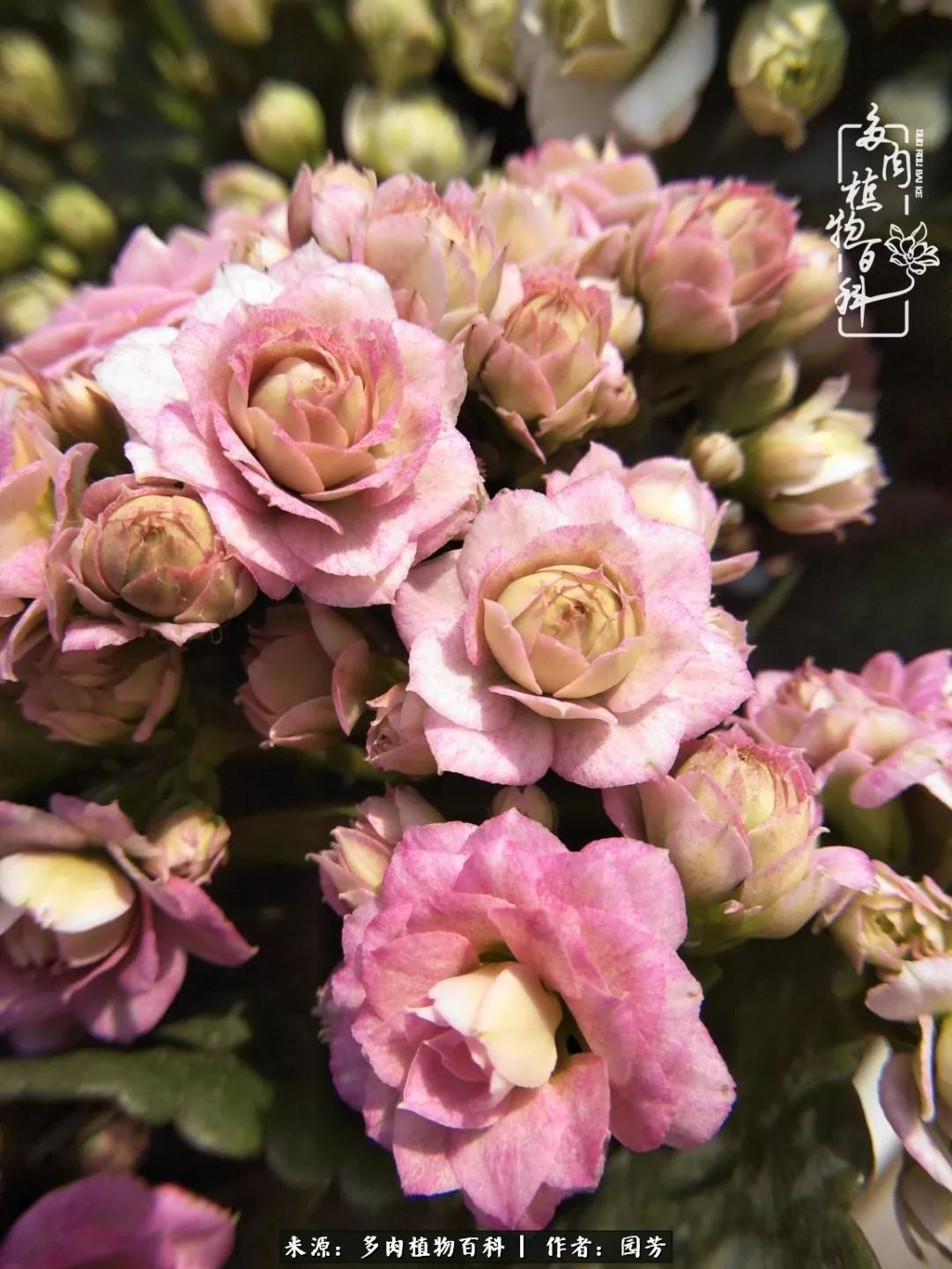 多肉开花最好看最好养前十名,多肉哪个品种开花最好看