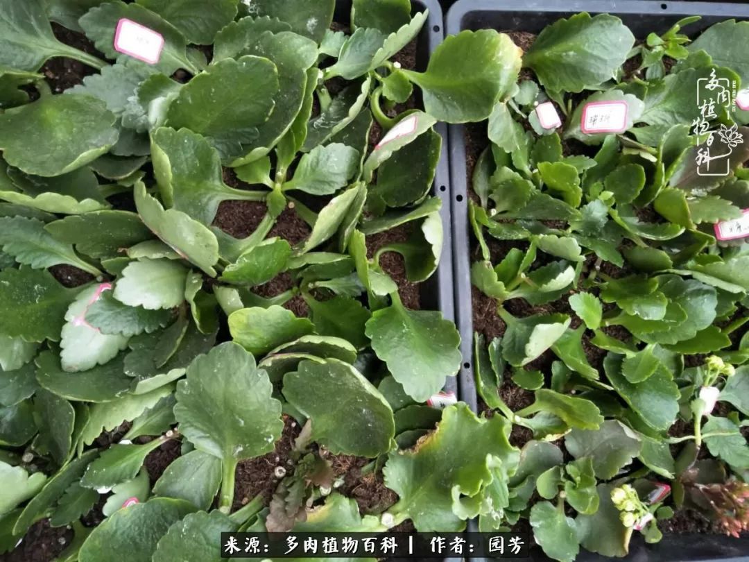 多肉开花最好看最好养前十名,多肉哪个品种开花最好看