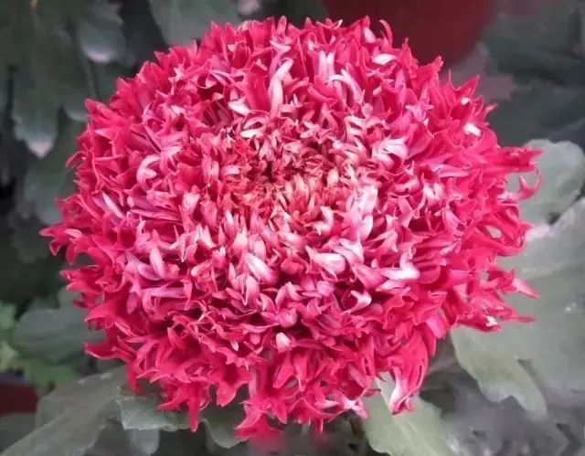 80种最美菊花高清图片,最具欣赏价值的菊花