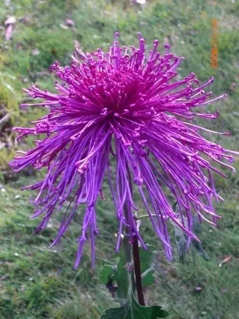 80种最美菊花高清图片,最具欣赏价值的菊花