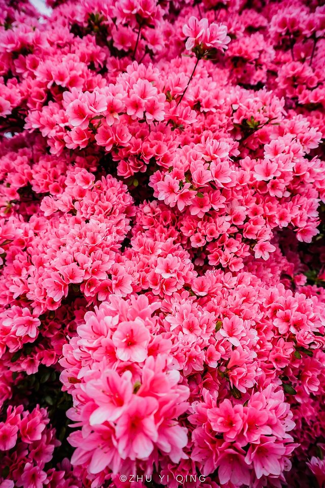 无锡赏花一日游,无锡春日樱花旅游攻略