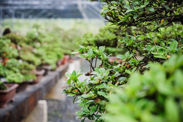 无锡赏花一日游,无锡春日樱花旅游攻略