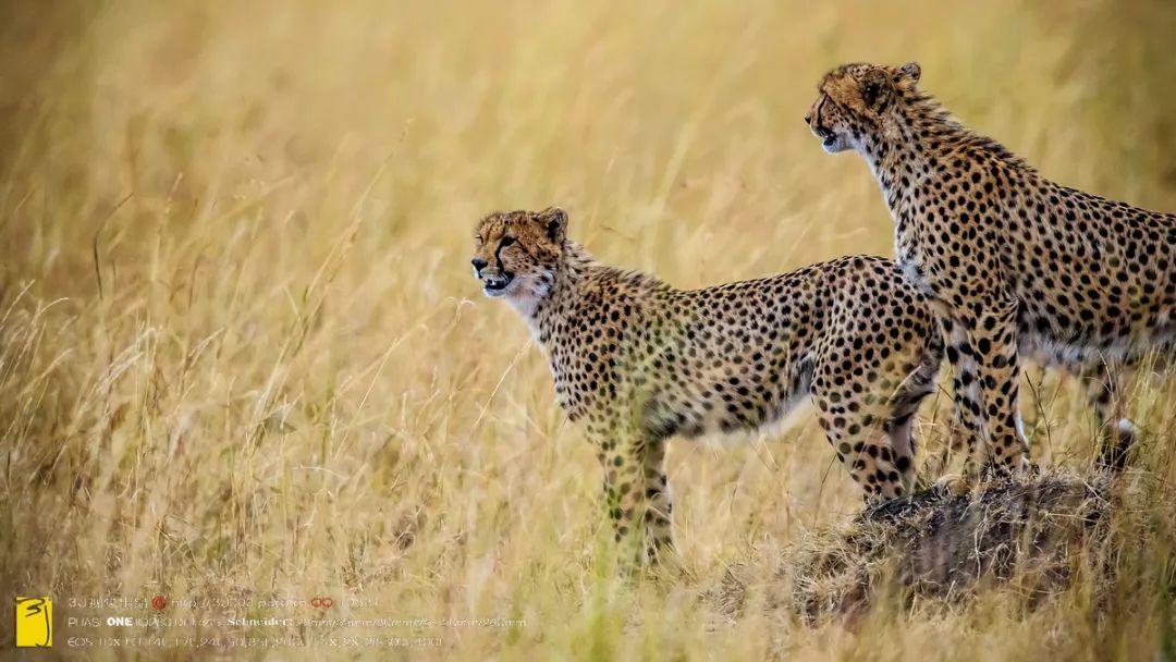 纪实大片摄影如何拍好看,摄影如何拍出大量好片