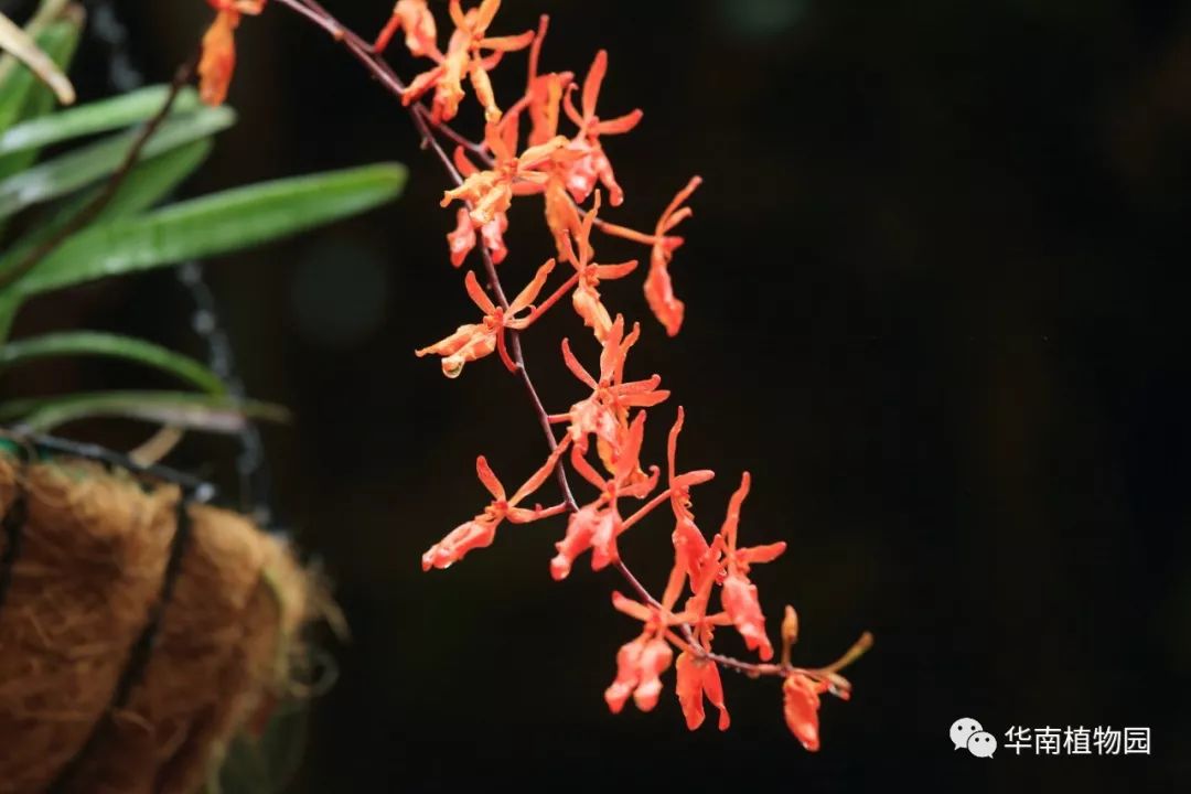 新知|如烟花般绚烂——火焰兰